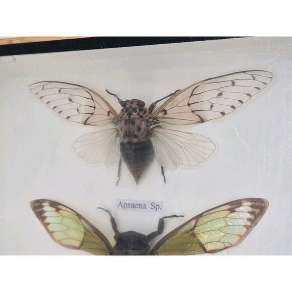 Real Cicada Insect Taxidermy Entomology In Display Wooden Shadowbox 5 Specimen - Picture 6 of 13